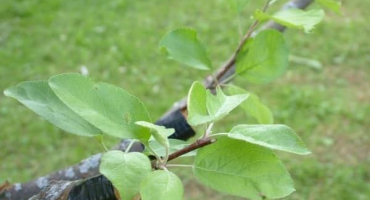 Jak a kdy je lepší zasadit hrušku čerstvými řízky krok za krokem pro začátečníky